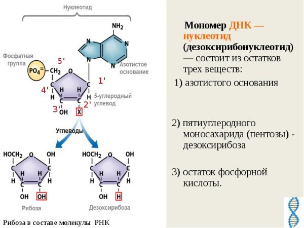 Нуклеиновая кислота структура мономер