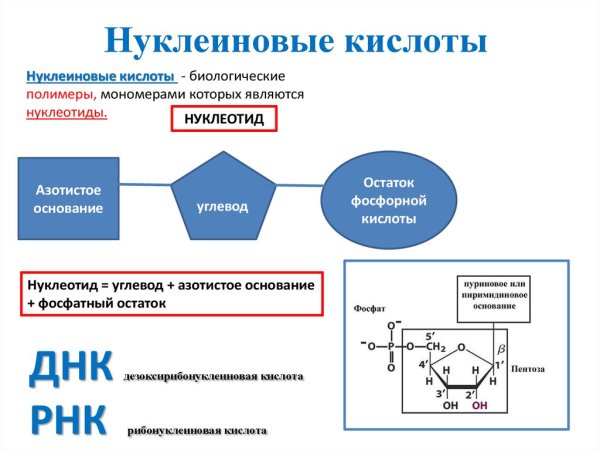 Схема строения нуклеотида ДНК И РНК