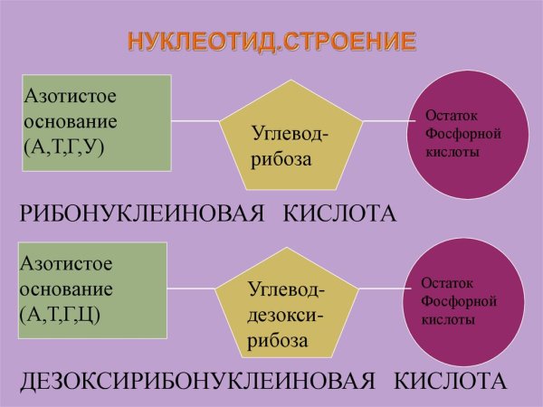 Азотистое основание рибоза остаток фосфорной кислоты