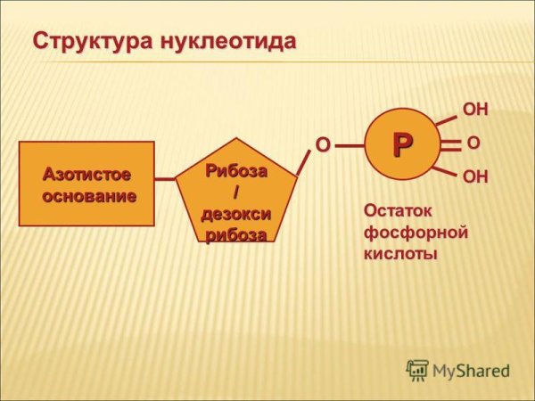 Строение нуклеотида ДНК И РНК