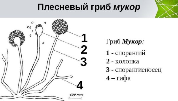 Строение плесневых грибов мукор