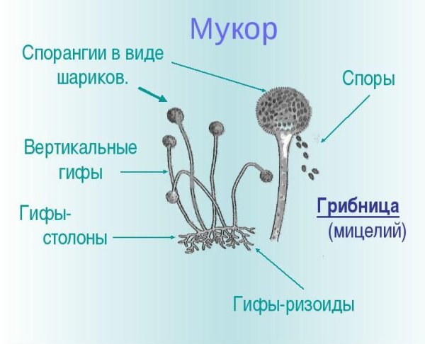 Строение гриба рода Mucor