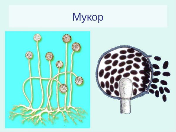 Плесневые грибы мукор спорангии