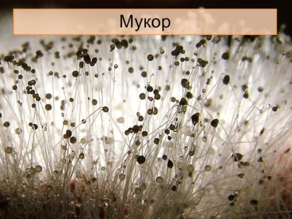 Белая плесень мукор