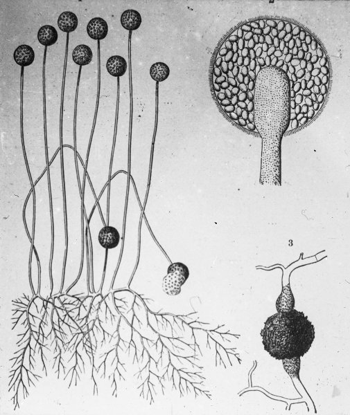 Плесневый гриб Mucor