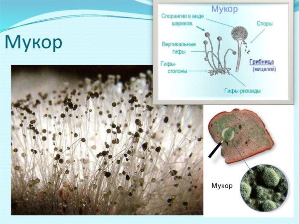 Строение гриба рода Mucor