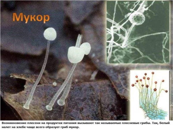 Мукор образует плесень