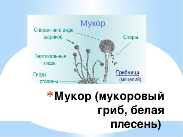 Плесневый гриб Mucor
