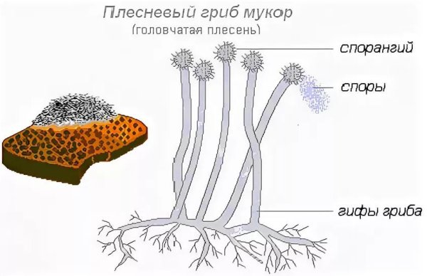 Головчатая плесень - Mucor