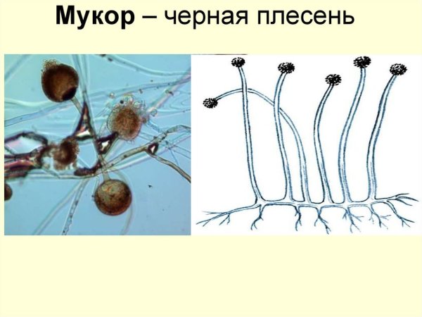 Белая плесень мукор