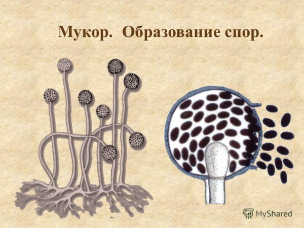 Строение плесневого гриба мукор