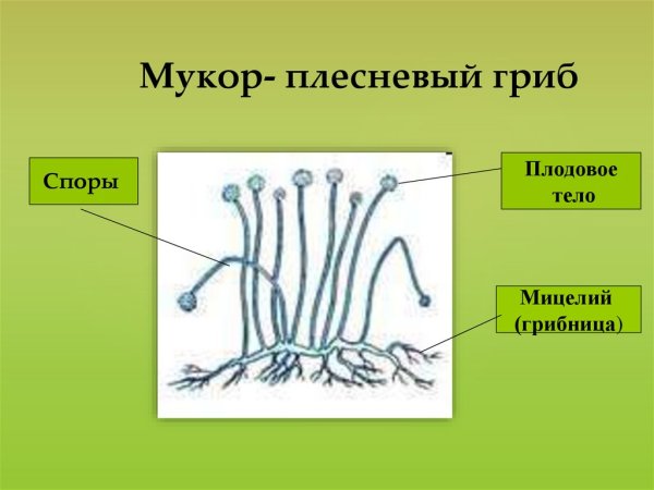 Строение плесневого гриба мукора