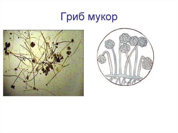 Гриб мукор размножение