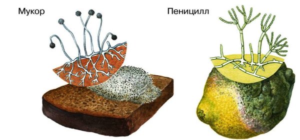 Белая плесень мукор