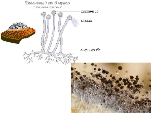 Пенициллиум и мукор