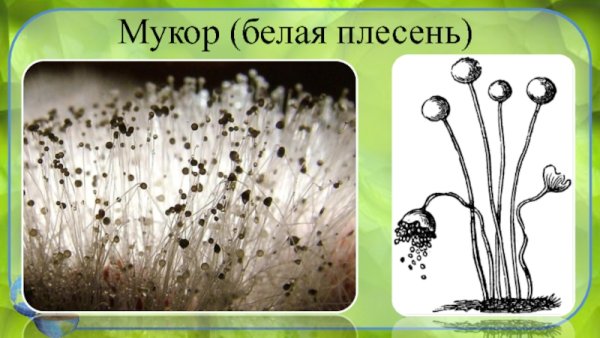 Мицелий гриба мукор