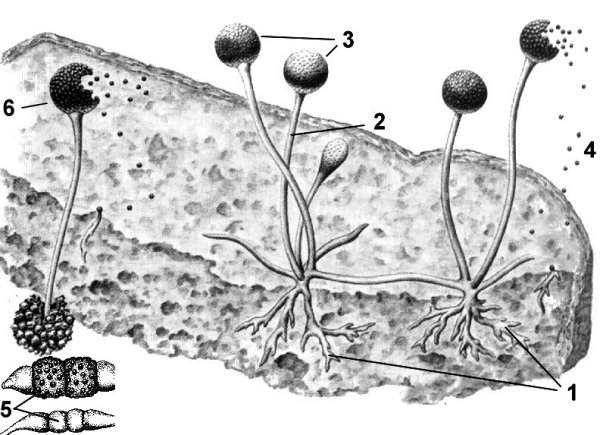 Плесневые грибы Rhizopus