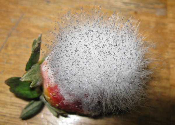 Грибы Mucor