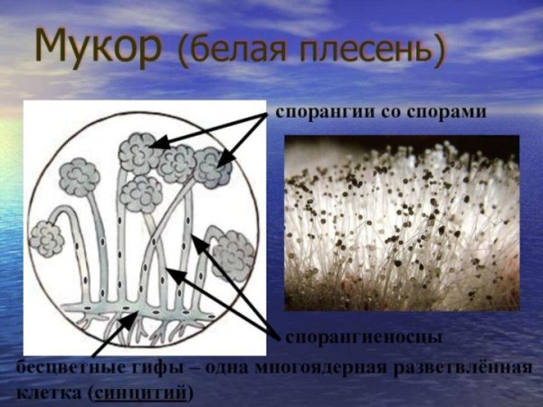 Плесень гриб мукор