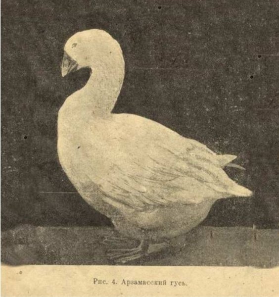 Памятник Арзамасский Гусь Арзамас