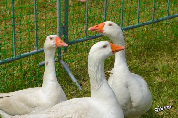 Арзамасский Гусь
