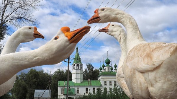 Арзамасский Гусь рисунок