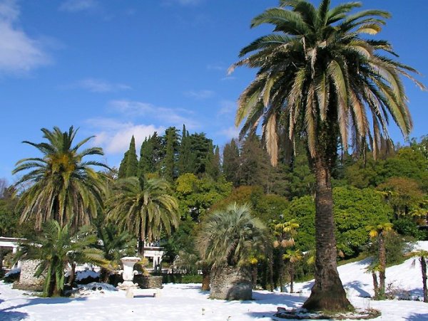 Субтропический климат Сочи