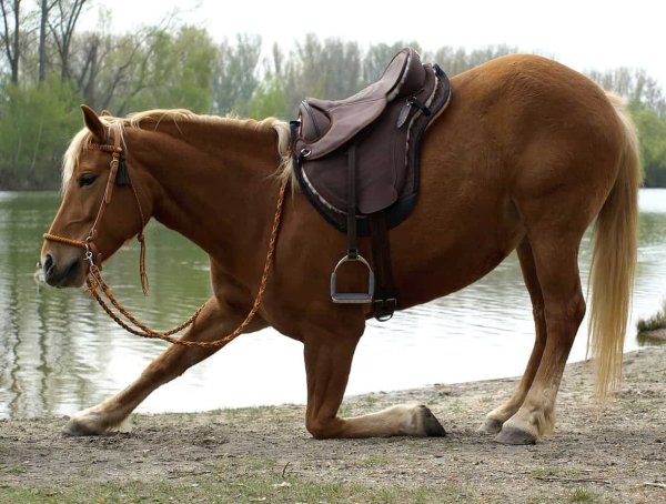 Седло Бэрфут