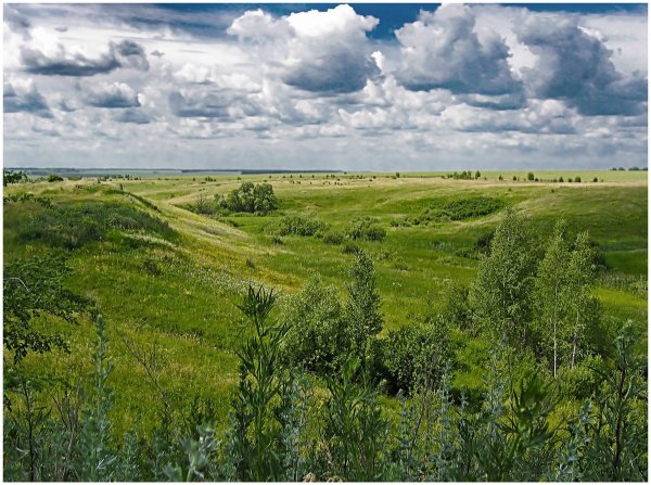 Степи и лесостепи России