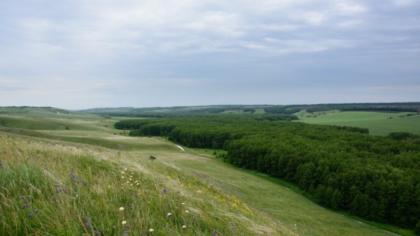 Воронежская лесостепь