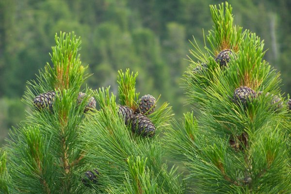 Сосна́ Сиби́рская Кедро́вая (Pínus sibírica)