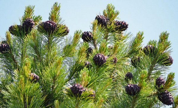 Сибирский кедр (Pinus sibirica du Tour)