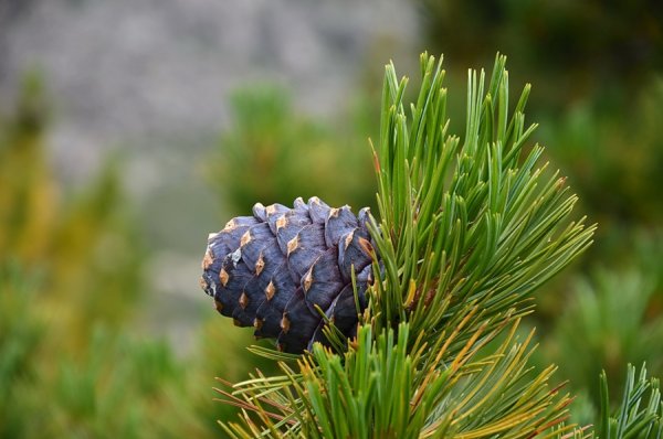 Сосна Сибирская Кедровая Pinus sibirica du Tour
