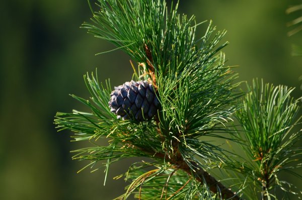 Аляскинский кедр