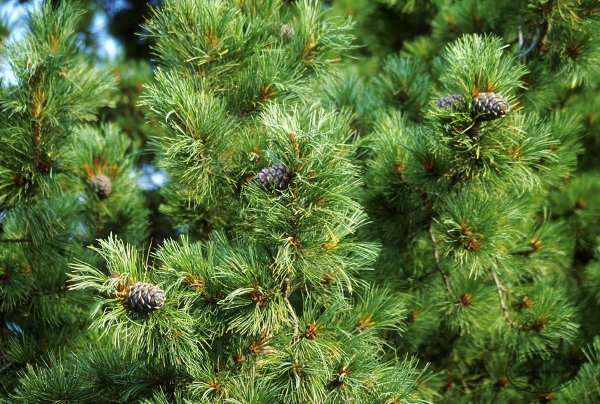 Сосна Кедровая Сибирская/Pinus sibirica