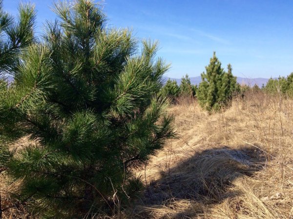Сибирский кедр (Pinus sibirica du Tour)