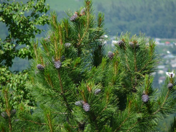 Сибирский кедр (Pinus sibirica du Tour)