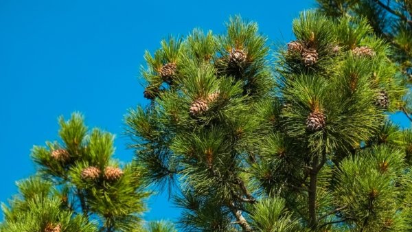 Раскидистый кедр