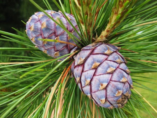 Сибирский кедр (Pinus sibirica du Tour)