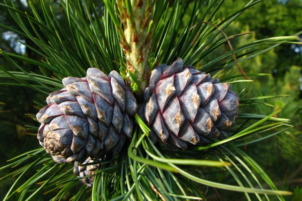 Сосна́ Сиби́рская Кедро́вая (Pínus sibírica)