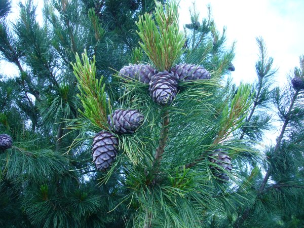 Сосна́ Сиби́рская Кедро́вая (Pínus sibírica)