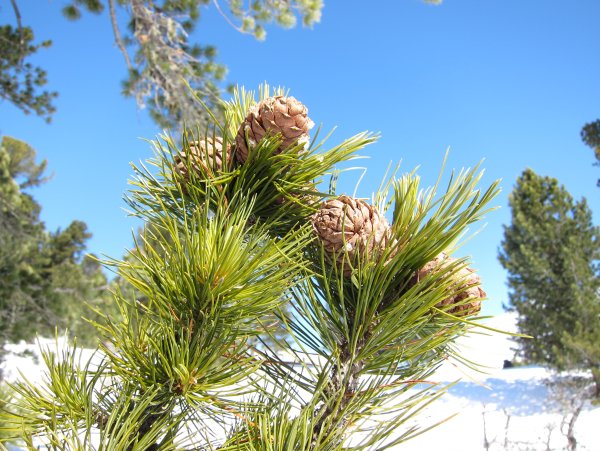 Сосна Кедровый стланик