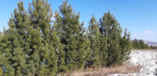 3. Сосна Кедровая Сибирская ( Pínus sibírica)