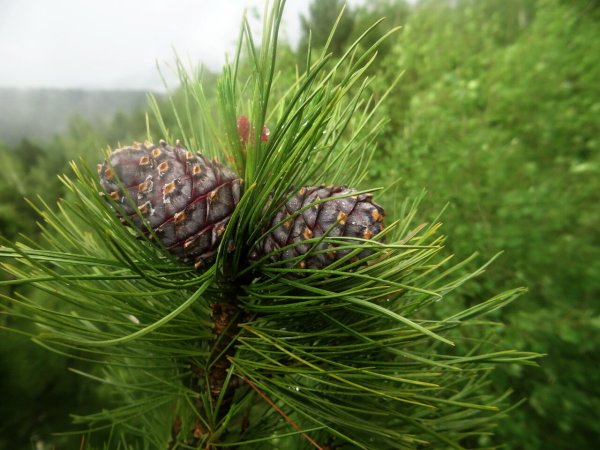 Кедр Сибирский Pinus sibirica