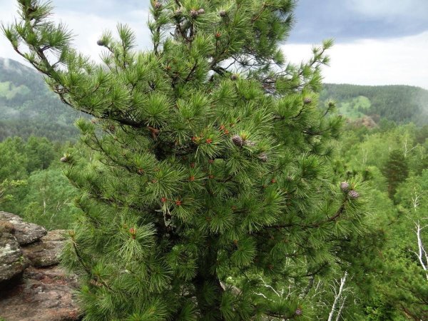 Сосна Кедровая Сибирская/Pinus sibirica
