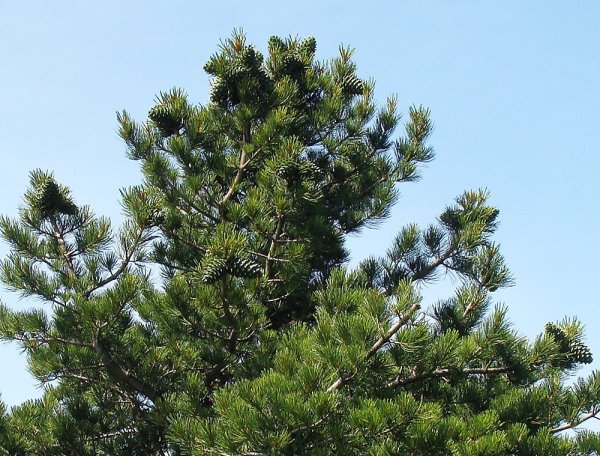 Сосна Кедровая гималайская