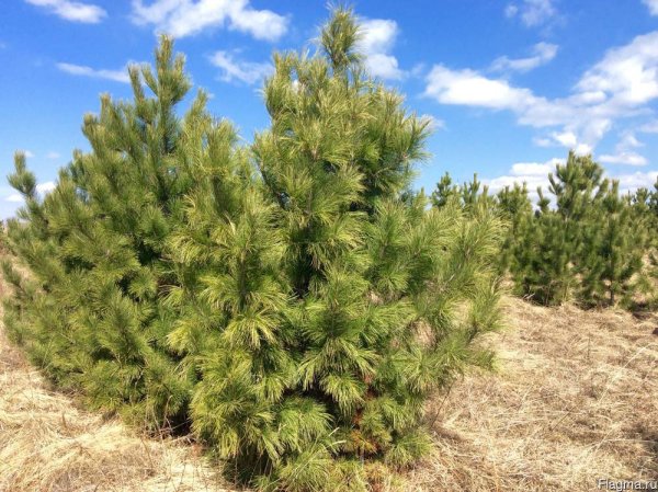 Сосна Сибирская кедр Сибирский