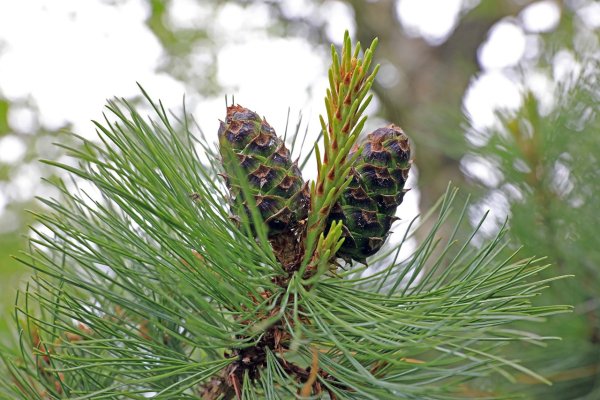 Сосна Кедровая Сибирская/Pinus sibirica