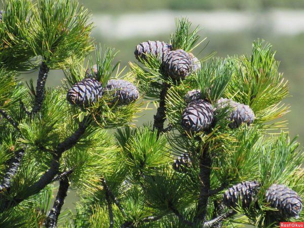 Кедровая шишка Сибирский кедр