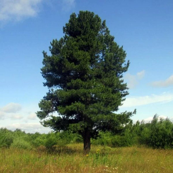 Кедровая Сибирская сосна и кедр это